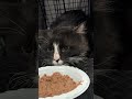 Scruffy Tuxie Gets A Fresh Start
