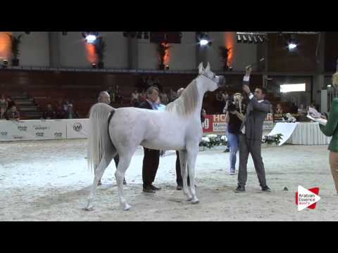 N.57 D NAWAL - Wels 2016 - Mares 4-6 years old (Class 7)