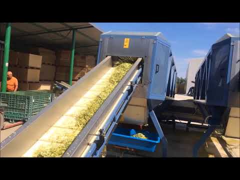 Line for fresh Chamomile