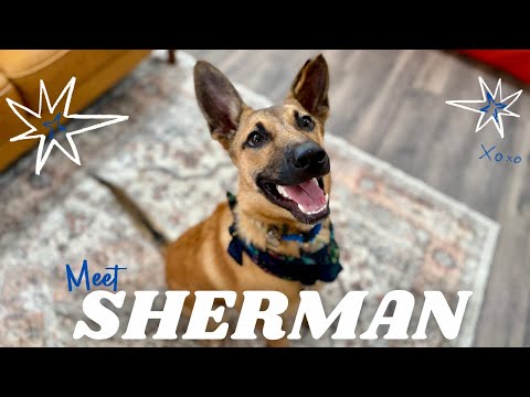 Dog for adoption - Sherman Chip kid-approved house fun officer, a German Shepherd Dog &amp; Labrador ...