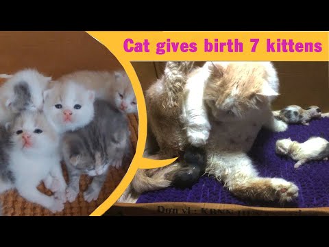 Cat Gives Birth To 7  Kittens - Cat Giving Birth - Part 1
