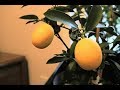 Some Philadelphia Grown Citrus