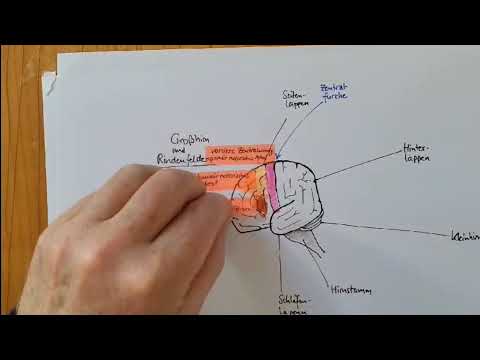 Erklärvideo Rindenfelder auf dem Großhirn