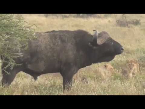 Lions vs Buffalo; Tanzania Safari highlights