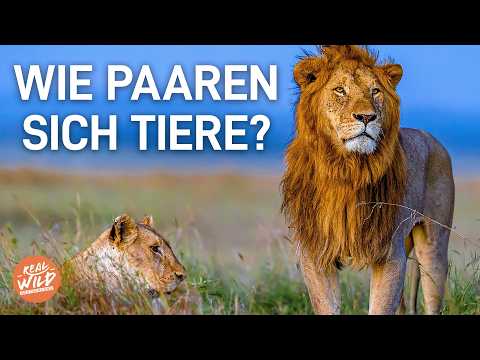 Wie paaren sich Tiere? Die verrücktesten Paarungsrituale der Welt! | Doku