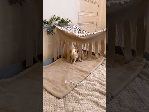 She needs to check everything #guineapig #cute #animallover #animalshorts #cuteanimals #funnyshorts