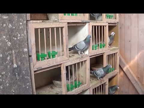 Columbofil dl Stoica Leonard Coslegi Prahova Romania porumbei de reproductie 3 martie 2022