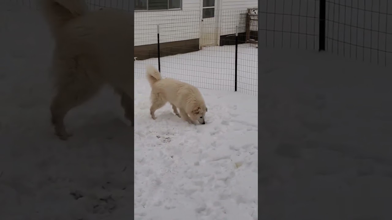 Enlarge Sapphire in CT - A Bundle of Fun!, a Adoptable Great Pyrenees in Milford, CT video 4/4