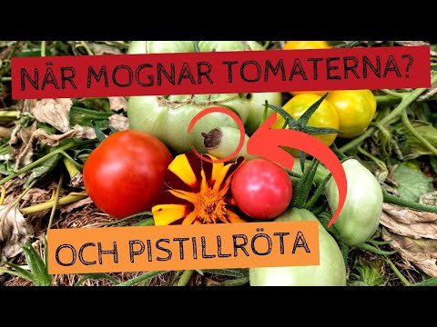 När MOGNAR tomaterna egentligen? Och vad är PISTILLRÖTA? Sammanvuxna blommor och förgiftning