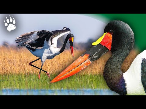 Le MONDE MYSTÉRIEUX des Oiseaux Exotiques d'AFRIQUE 🦤🤔 - Documentaire Animalier -AMP