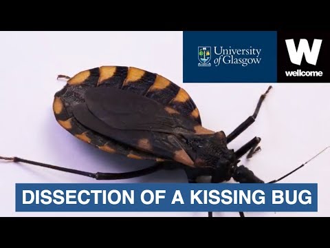 Dissection of a Kissing Bug and Chagas Disease (shorter edit)