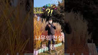 대박 형형색색 그라스조경☆붉게 물든 미스칸투스 미쳤습니다!!#shorts #조경 #조경수 #억새 #농업