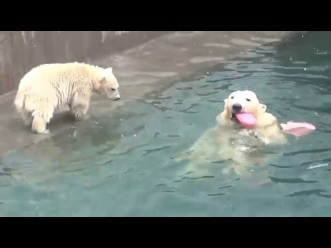 Уронил малыш игрушку - мама сыну помогла: нежно, ласково, с любовью в лапах 'сердце' принесла