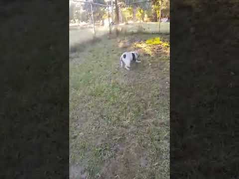 Roxy, an adopted American Bulldog Mix in Suffolk, VA_image-1