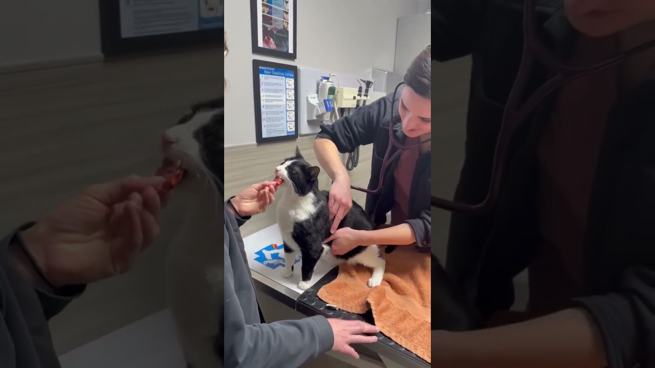 Bandit - The Cat with Character!, a Adoptable mixed breed in Holland, MI video 6/6