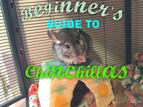 Činčila vlnatá (Chinchilla lanigera) — sprievodca pre začiatočníkov