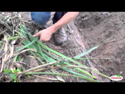 download lagu mp3 mp4 Eryngium, download lagu Eryngium gratis, unduh video klip Eryngium