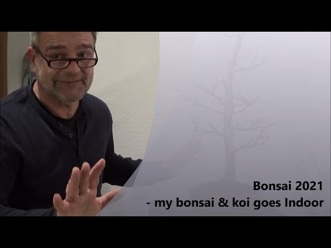 Bonsai 2021-52 - my bonsai & koi goes Indoor
