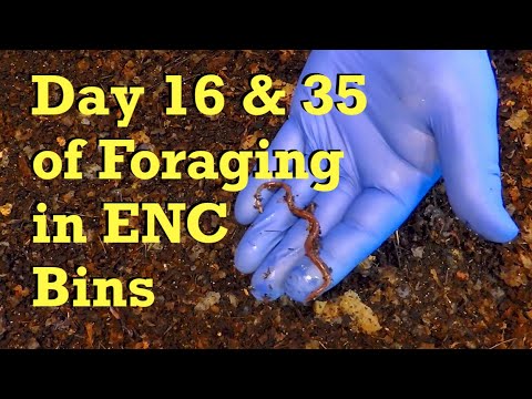 16- & 35-day foraging status in ENC worm bins - vermicompost