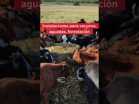 Video de YouTube - Campo en Soriano ref. 8437