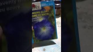 morning glory seeds