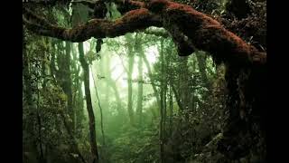 Download lagu Suara burung di pagi hari (free backsound) mp3