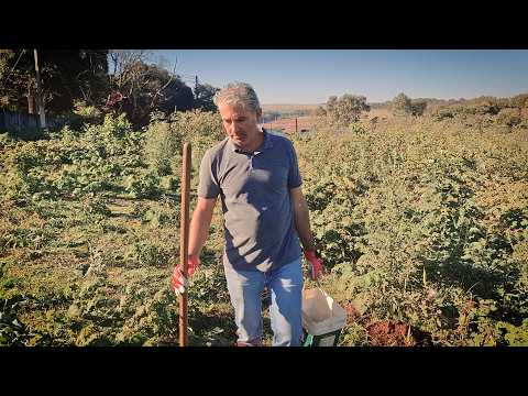 GARDEN FROM SCRATCH: Ep. 02 - Soil analysis for our new garden. We're going to plant lettuce and ...