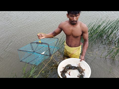Best Amazing Technology Crab Catching - Unique Crabs & Tortoise Catching System -SP Fishing World