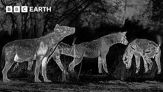 Darkness Reveals New Animal Behaviours | 4K UHD | Kingdom | BBC Earth