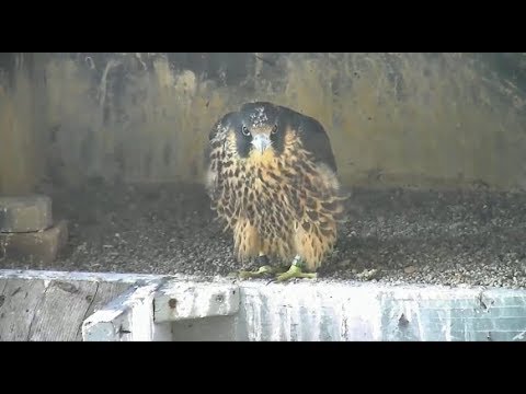 Jersey City Falcon Cam ~ BM/18 AND BM/13 Both Rescued Today!! 6.21.19