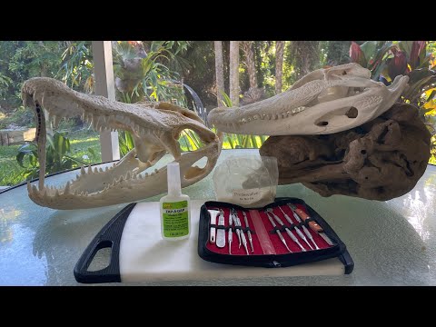 (START to FINISH) ALLIGATOR SKULL MOUNT DIY