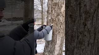 Download lagu How Maple Syrup Is Made From Trees 😳 mp3