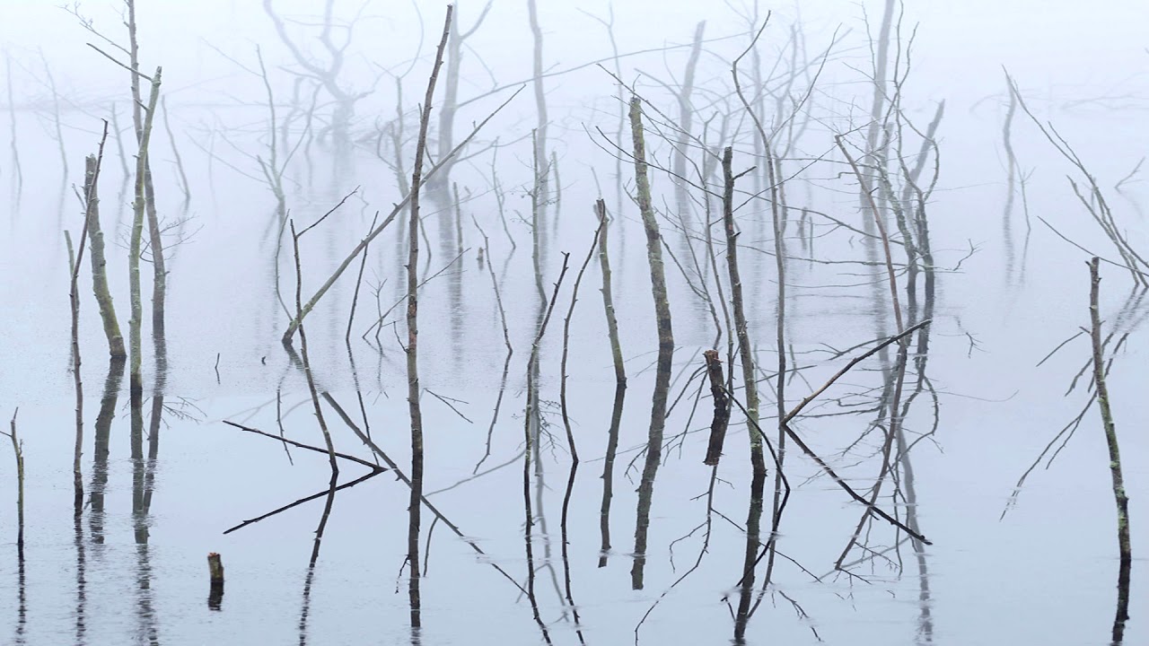 Olhava - Frozen Bloom I