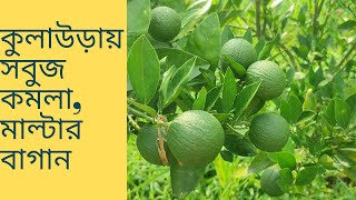 লেবুজাতীয় ফসল চাষে সাফল্য
