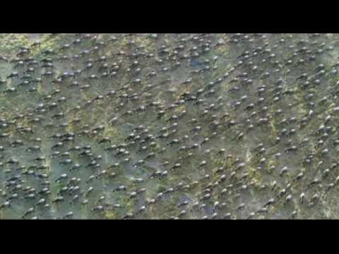 mayejb’s Video 1948202612 aZmFmcy2S38