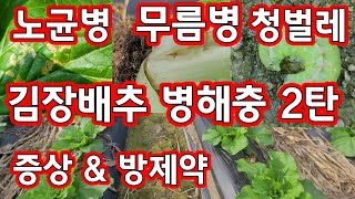 배추 병해충 노균병 무름병 청벌레 증상 방제 방법 [배추재배방법]