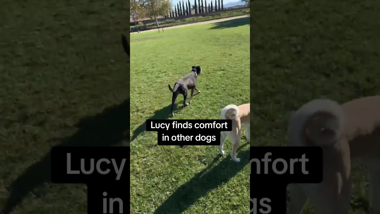 Enlarge Lucy, a Adoptable mixed breed in Menifee, CA video 2/4