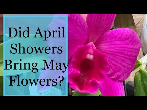 Orchid Collection Updates for May 2022