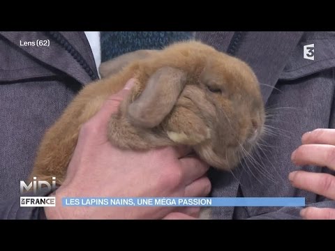 download lagu mp3 mp4 Elevage Lapin Nain Belier Suisse, download lagu Elevage Lapin Nain Belier Suisse gratis, unduh video klip Elevage Lapin Nain Belier Suisse