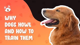 #dogs #howling #behaviour Why Dogs Howl & How to Train Them