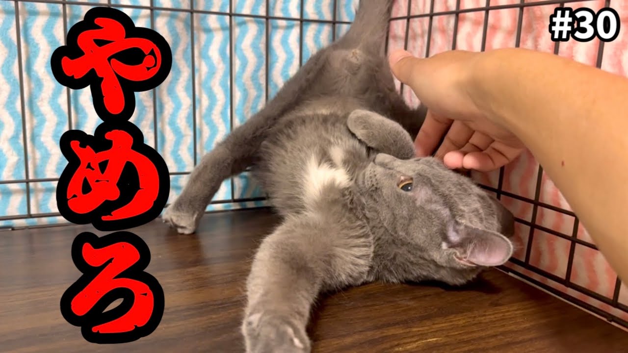 1人ぼっちになったビビり子猫を撫で続けた結果…