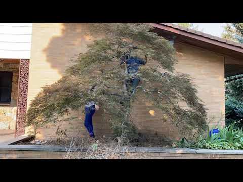 Japanese Maple Pruning Secrets Explained