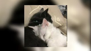 Dpr Live - Jasmine (sped up)