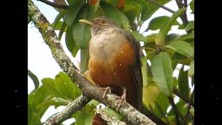 Encarte Sabi Laranjeira - Canto de Acasalamento - Canto Madrugada Original