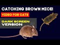 CAT GAMES On SCREEN Brown Mouse Hunt Game For Cats Dark Screen Video For Cats To Watch