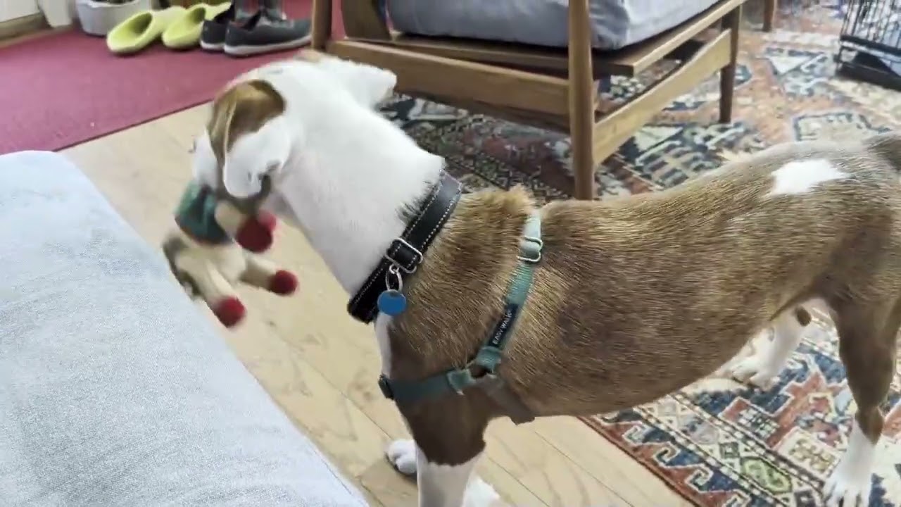Barney, a Adoptable mixed breed in Washington, DC video 6/6