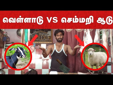 Which Meat is better? | Goat vs Sheep | வெள்ளாட்டுக்கறிக்கும் செம்மறி ஆட்டுக்கறிக்கும் வித்தியாசம்
