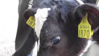 Dairy Know-How: Dehorning calves