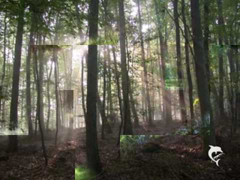 Eroc -  The Dream About The Forest