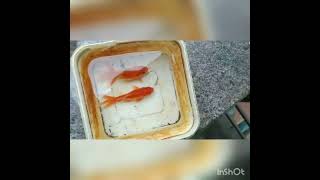 goldfish male and female